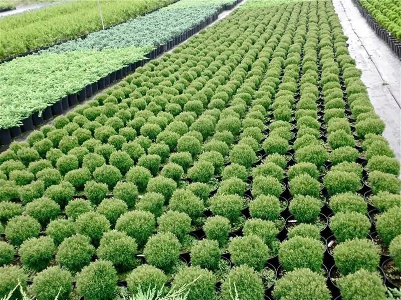 معرض الصور 11