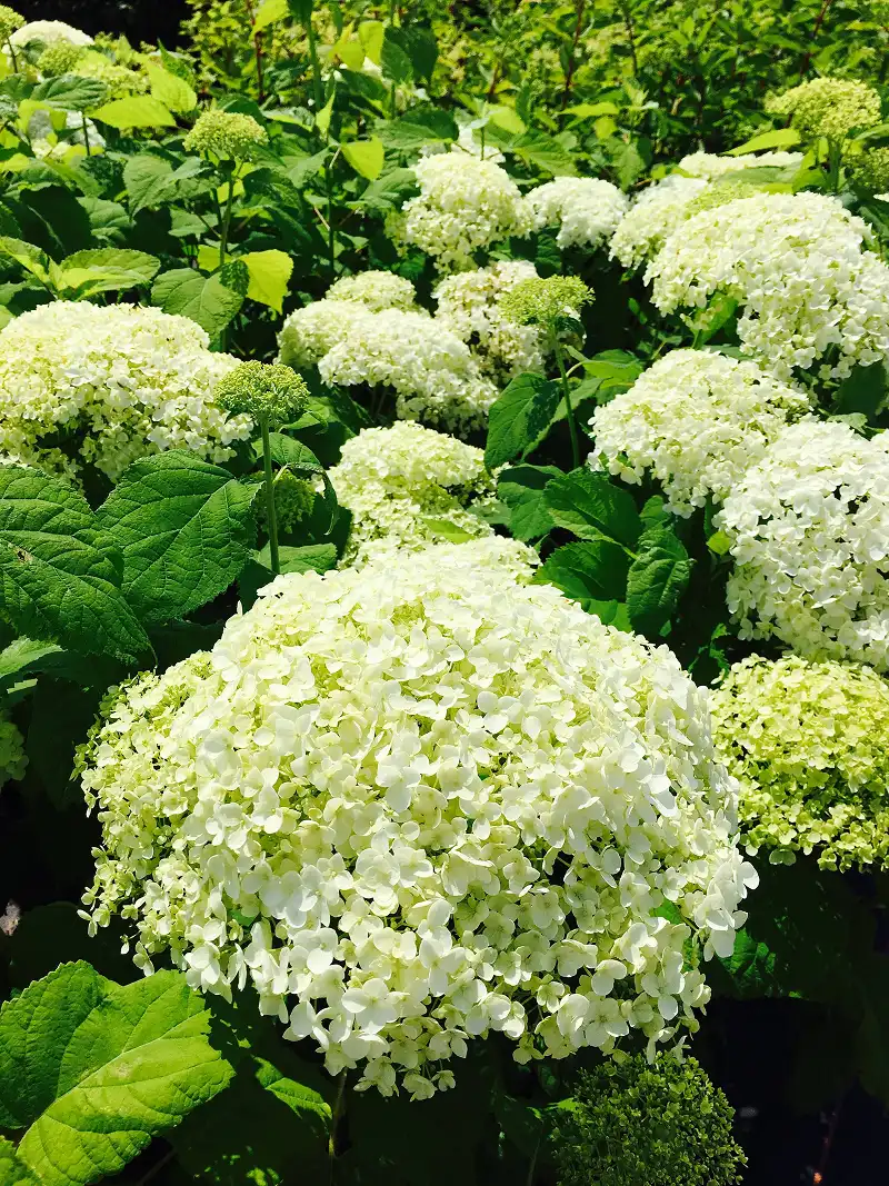 معرض الصور 12